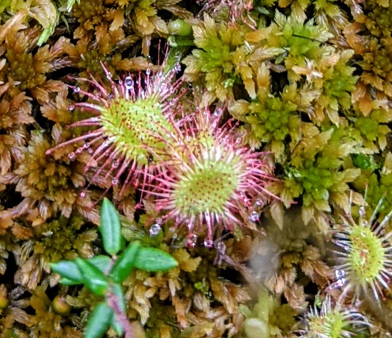 Round-leaved sundew leaves protrude from their bed of Sphagnum moss