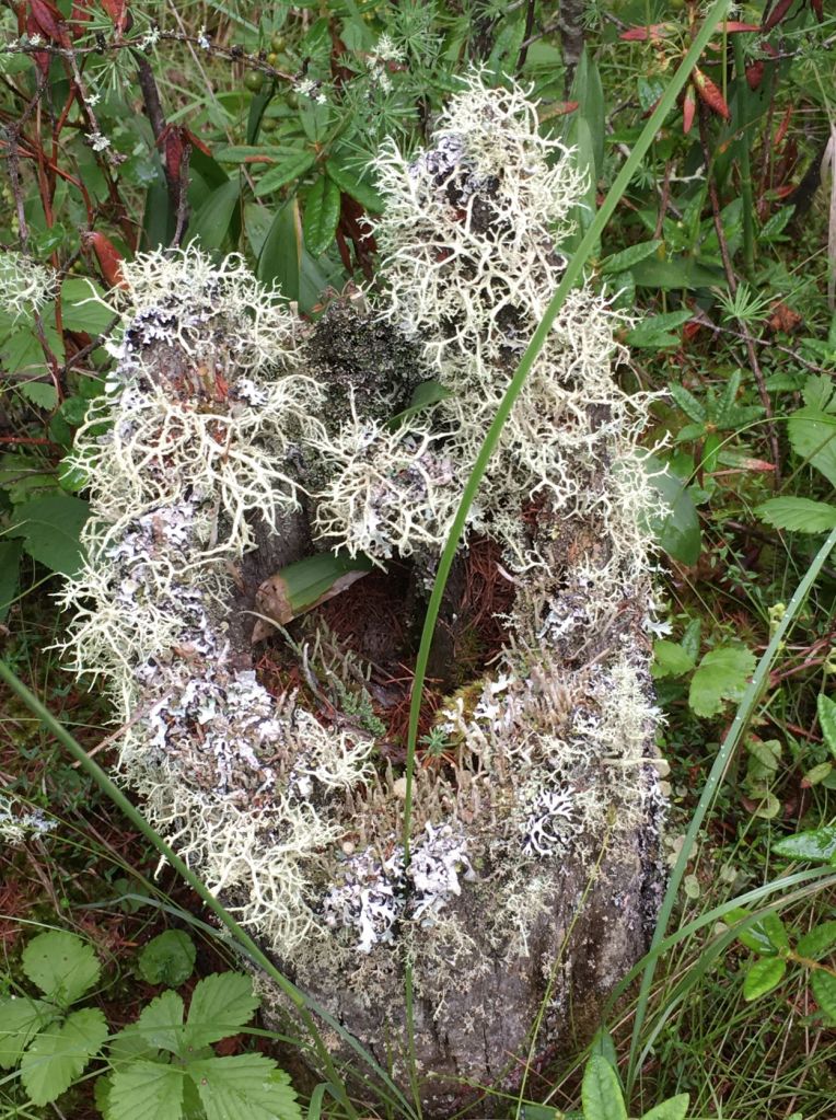 Diverse array of lichens (mainly Cladonia species) on tamarack stump.