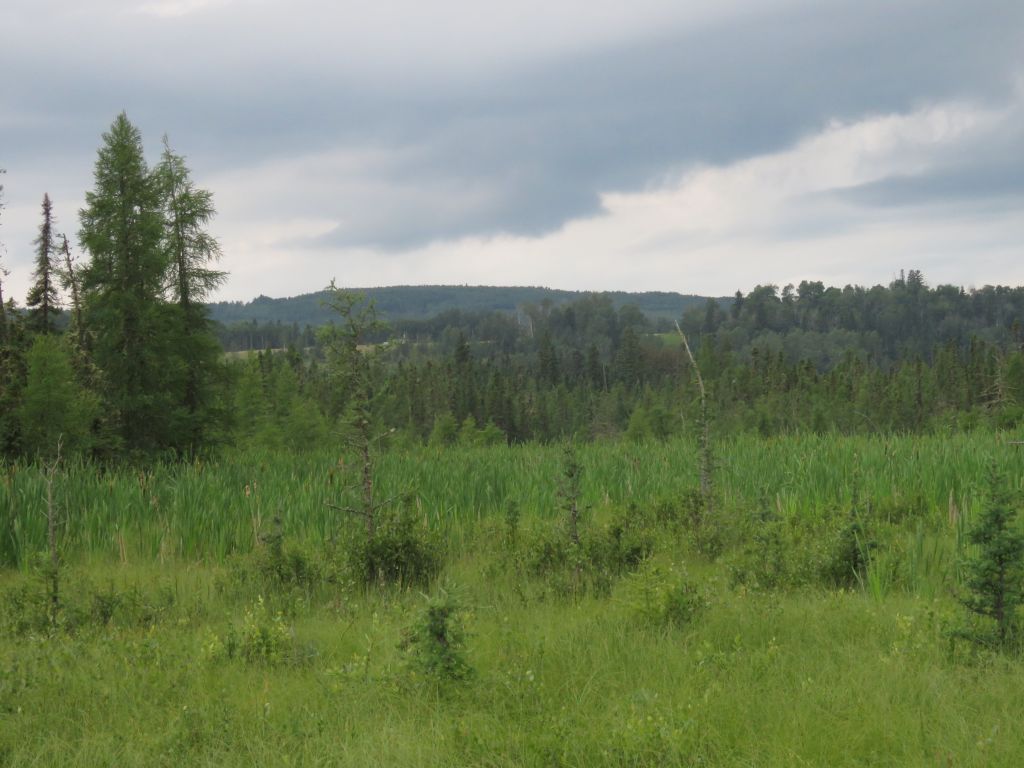 View showing sedge fen in foreground, forested fen and upland forest in the middle ground, low forested hills in the background