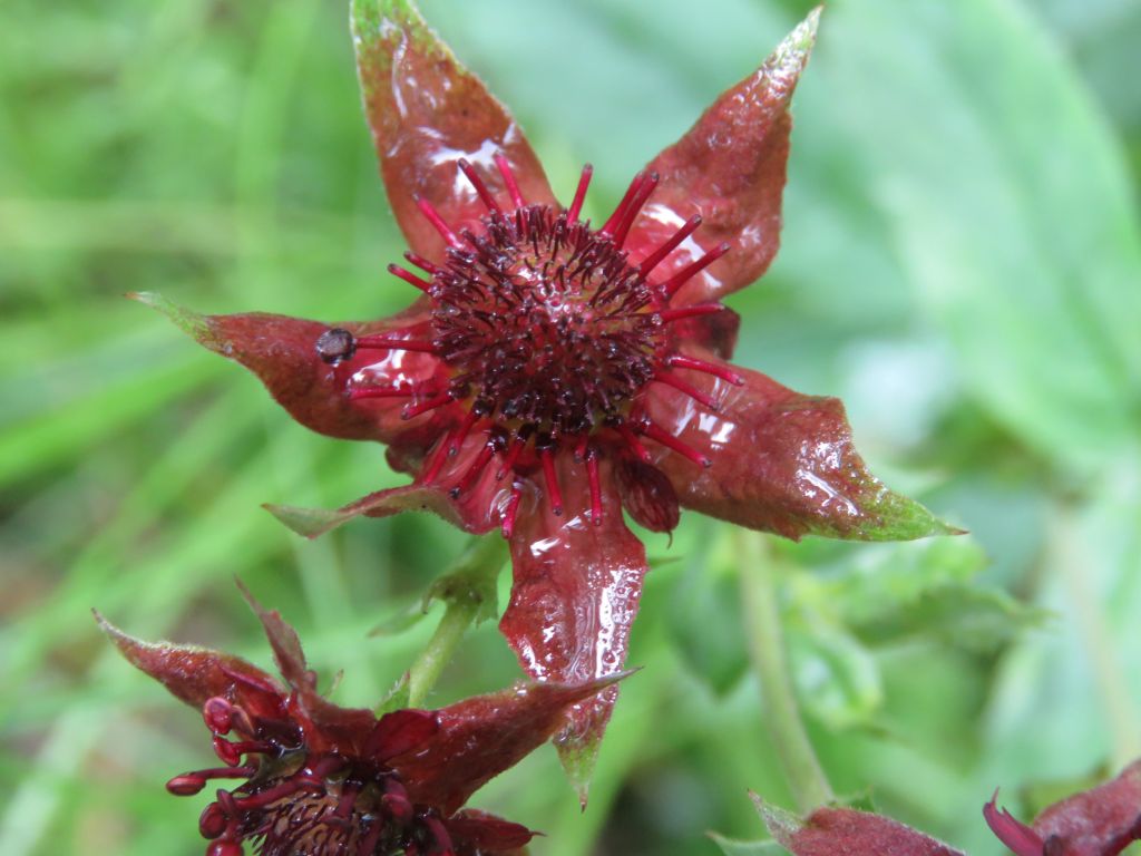 Flowers of marsh cinquefoil (Comarum palustre, family Rosaceae) in treed swamp (H. Taube)