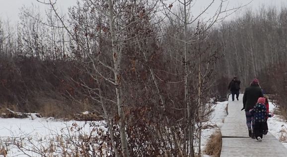 Clifford E. Lee Sanctuary Board Walks in winter, 2020-12-26 (FPotter)