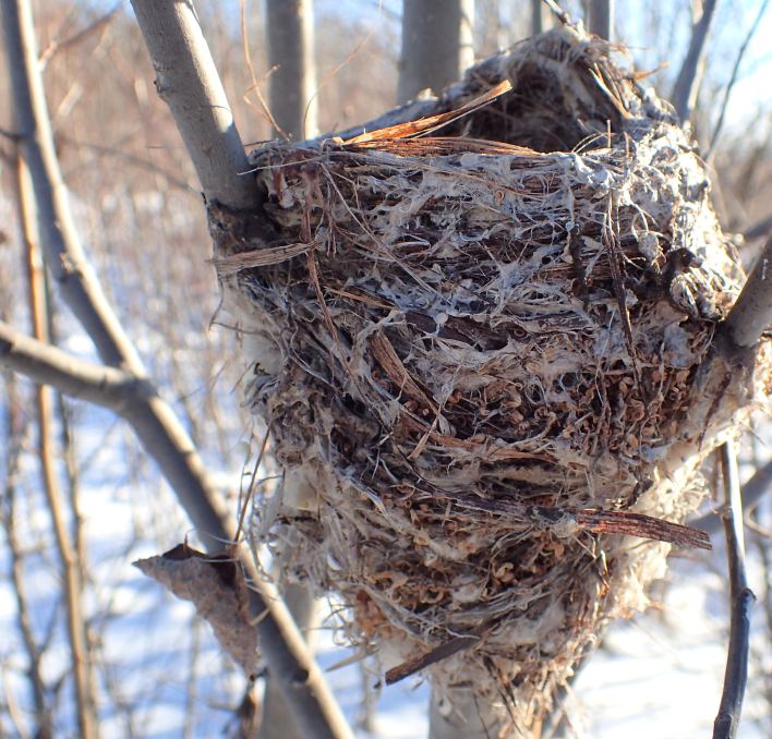 2022-01-15 Nest (leave a comment if you can identify the previous tenants) ready for new arrivals in Hastings Lake NA (FPotter)