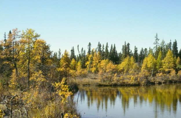 Jones' Pond, Wagner Natural Area - Fall, 1982 (JDJohnson)