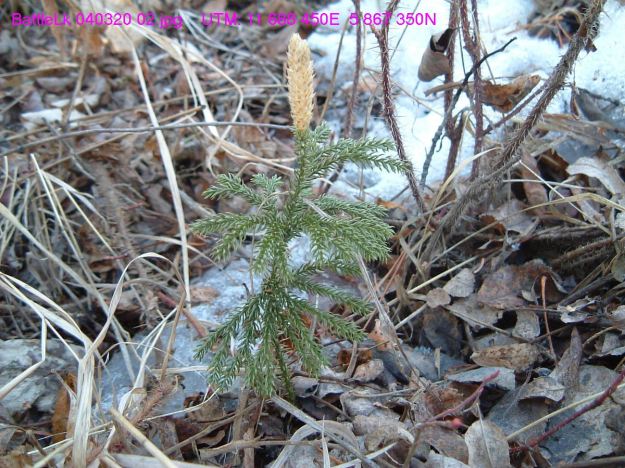 A club moss emerging from the winter snows, March 20, 2004 (TBlake)