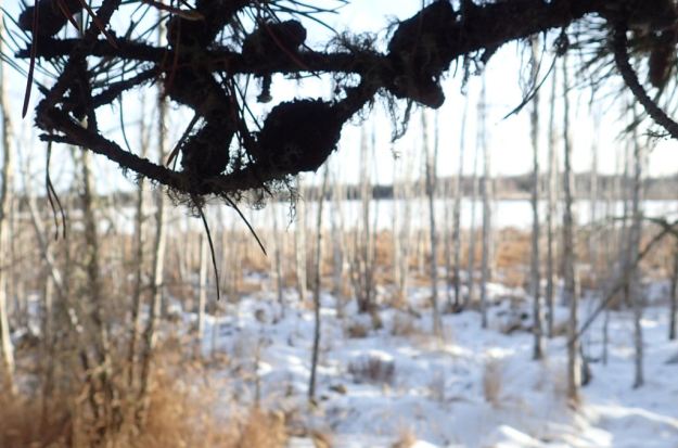 Leaving the dark spruce forest for the winter brilliance of Dussault Lake, 2021-01-12 (F.Potter)