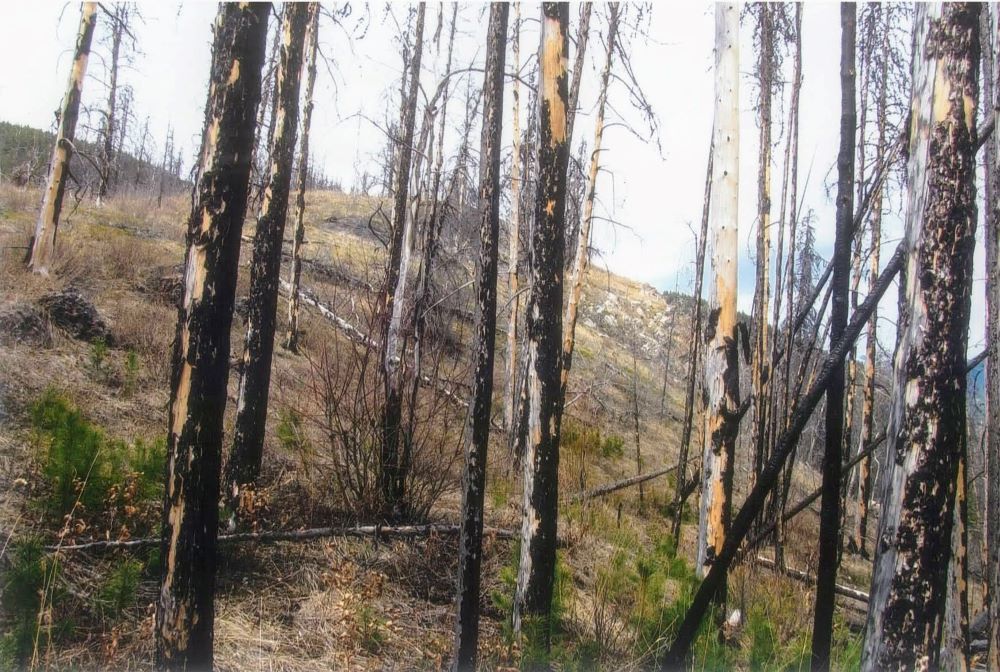 The 2009 prescribed burn taken at a higher elevation, Kootenay Plains (BFord)