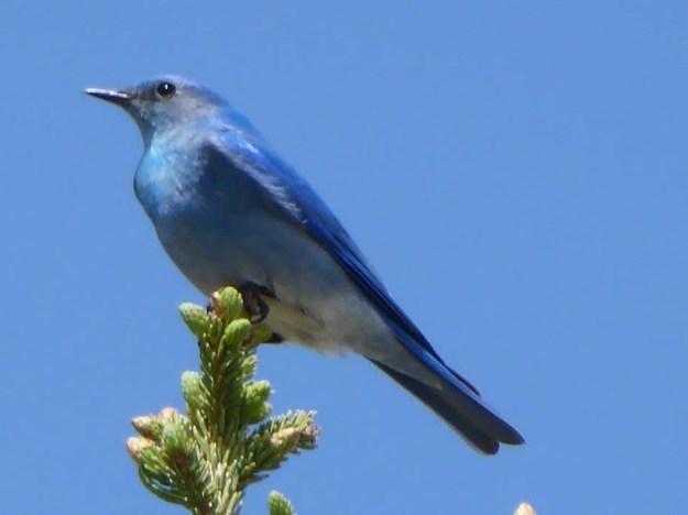 Male Mountain Bluebird in Kootenay Plains (BFord)
