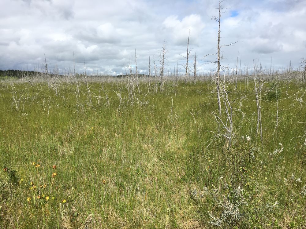 Clyde Fen Candidate Natural Area looking west. Open sedge fen showing dead tamarack and black spruce killed by fire, with pitcher plants in left foreground; 2021-08-08 (PCotterill).