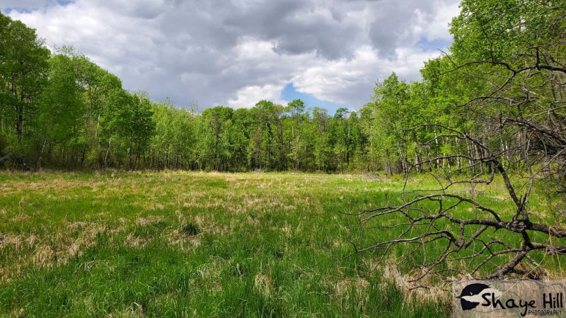 Gadsby Lake - Meadow - May 2021; image courtesy of Nature Central (Shaye Hill Photography)