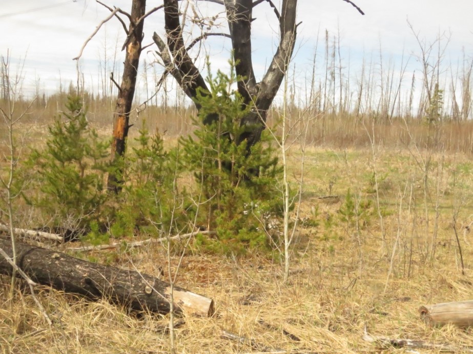 Jack pine saplings regenerating from seed after a fire several years earlier in Northwest Bruderheim Natural Area-2017-07-05-(HTaube)