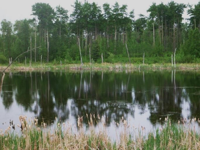 One of the dozens of wetlands that dot Parkland NA, 2013. (H.Trefry)