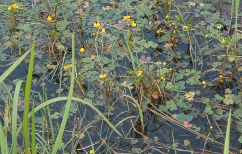 Gadsby Lake 2004-06-25 (T.Blake)