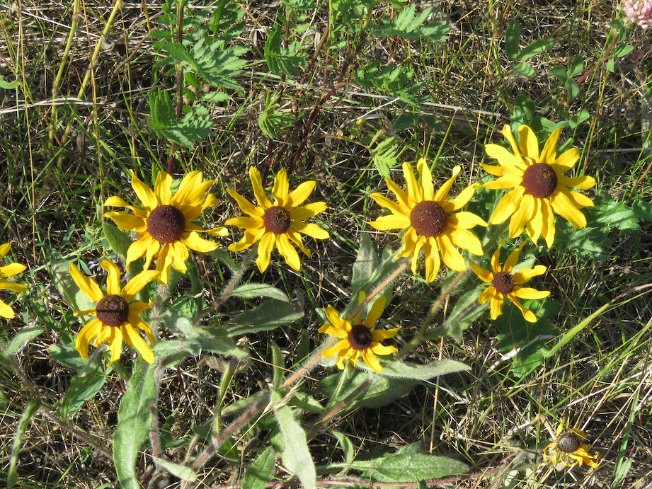 Black eyed Susan, Rudbeckia hirta, HTaube, 2021