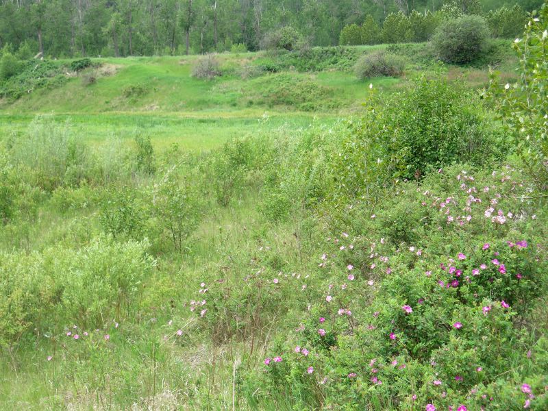 Channelview, Big Island, 2015-06-19 P.Cottreill