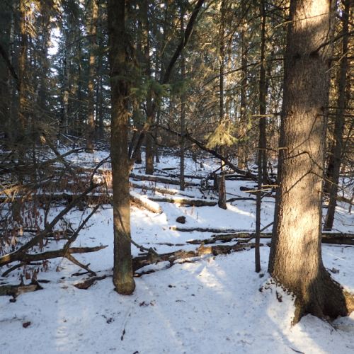Kakina Lake - little snow cover, December 20, 2020 (F.Potter)