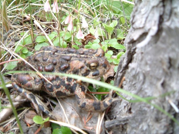 Western or Boreal Toad, Bearberry Prairie NA, 2003-09-21 (T.Blake)