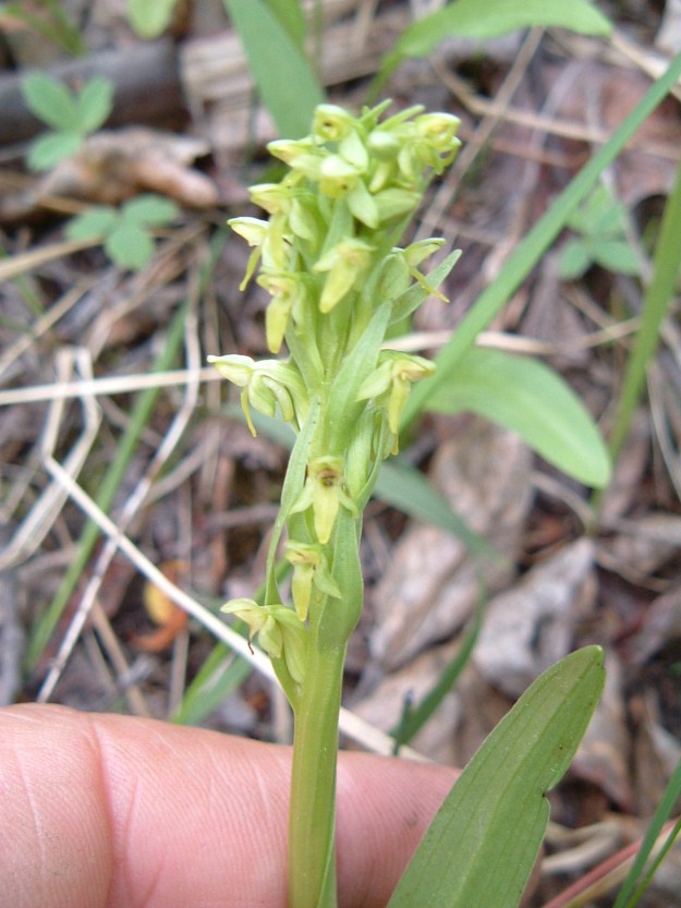 Tall northern green bog orchid, Bearberry Prairie NA, 2003-09-21 (T.Blake)