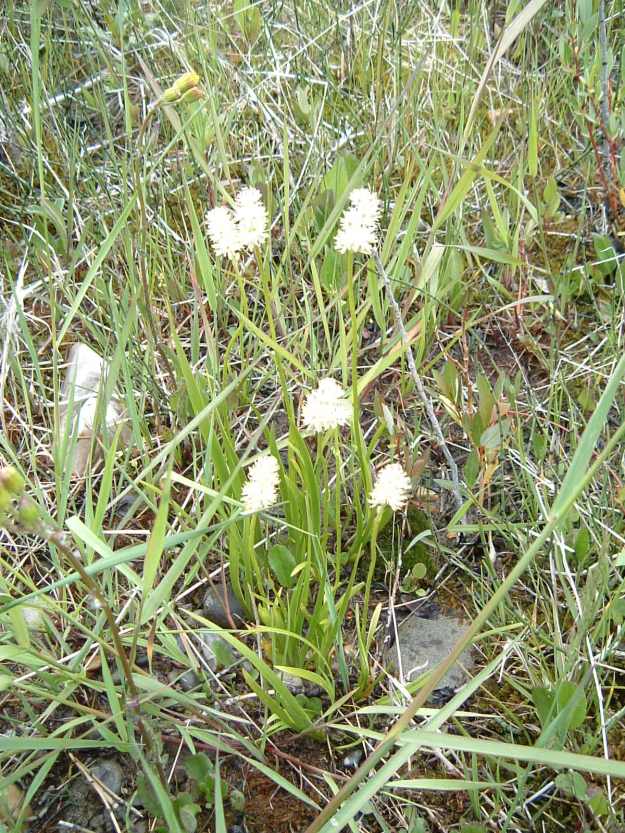 Sticky false asphodel, Bearberry Prairie NA, 2003-09-21 (T.Blake)