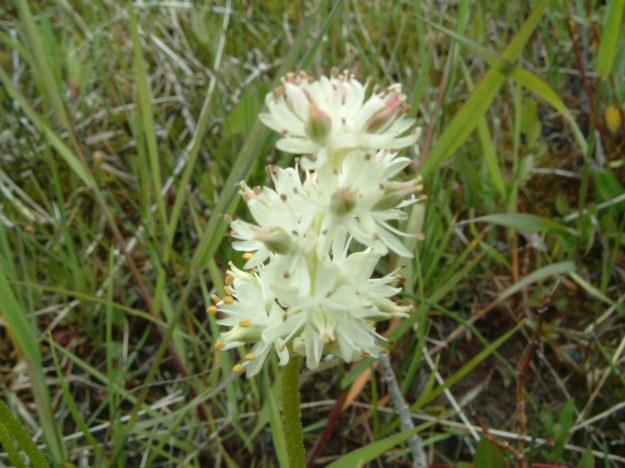 Sticky false asphodel, Bearberry Prairie NA, 2003-09-21 (T.Blake)