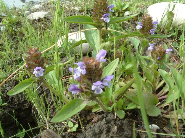 Common self-heal, Bearberry Prairie NA, 2003-09-21 (T.Blake)