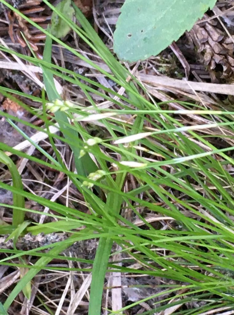 Bristle-leaf sedge (Carex eburnea) on forest floor-Chedderville NA-2022-06-27-(PCotterill)
