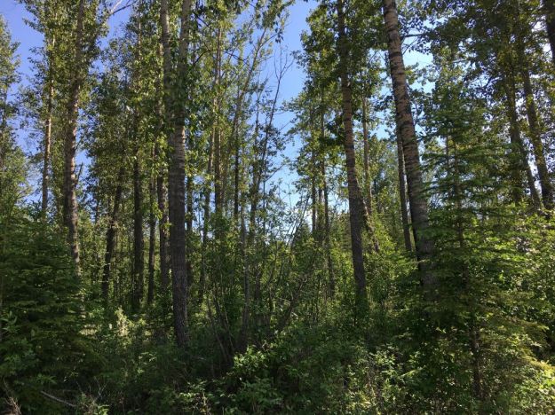 Riparian forest of balsam poplar and white spruce-Chedderville NA-2022-06-27-(PCotterill)