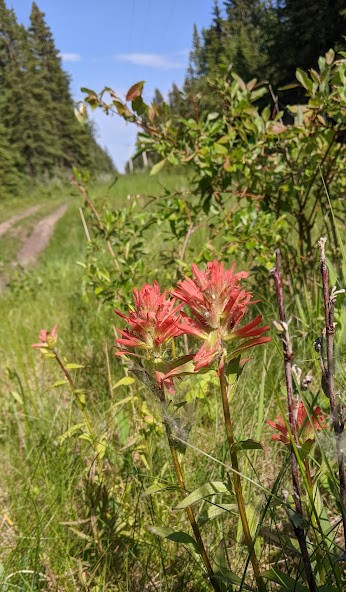 Vehicle track with red Indian paintbrush (Castilleja miniata) and willow in Chedderville NA-2022-06-27- Manna Parseyan