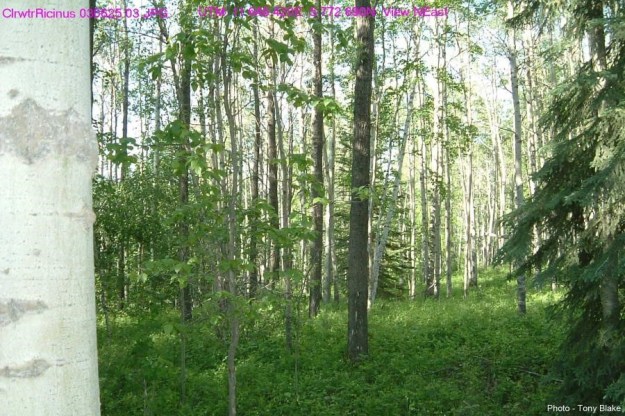 Clearwater Ricinus NA 2003-06-25 (TBlake) - View North East