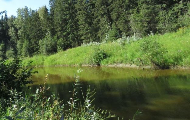 Peaceful Streambed and Shore, Telfordville, 2022-08-25 (H.Taube)