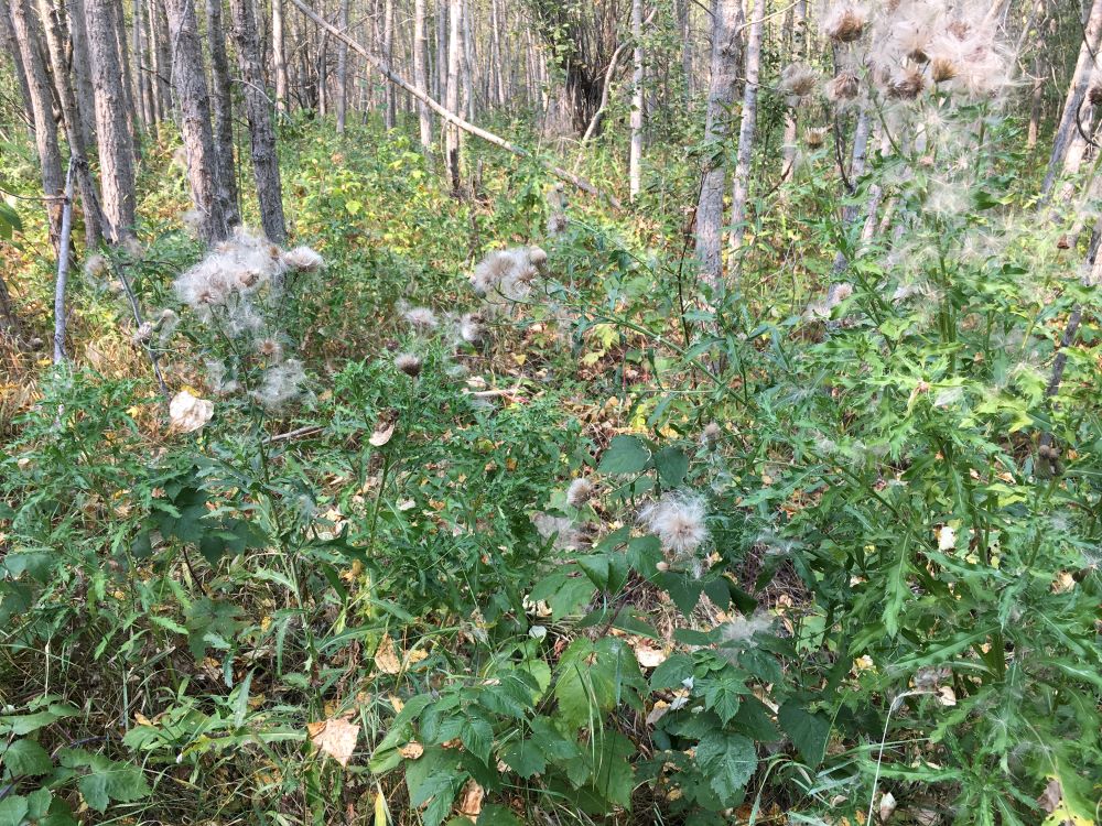 Aspen forest with Canada thistle understory-Beaverhill Natural Area-2022-09-03-(PCotterill)
