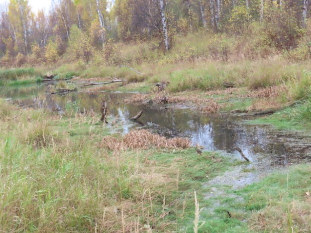 Strawberry Creek NA, near SE Corner, Beaver Pond, 2022-10-10 (HTaube)