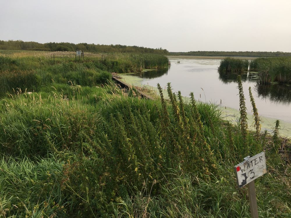 Shore of Lister Lake at weir-Beaverhill Natural Area - 2022-09-03-(PCotterill)