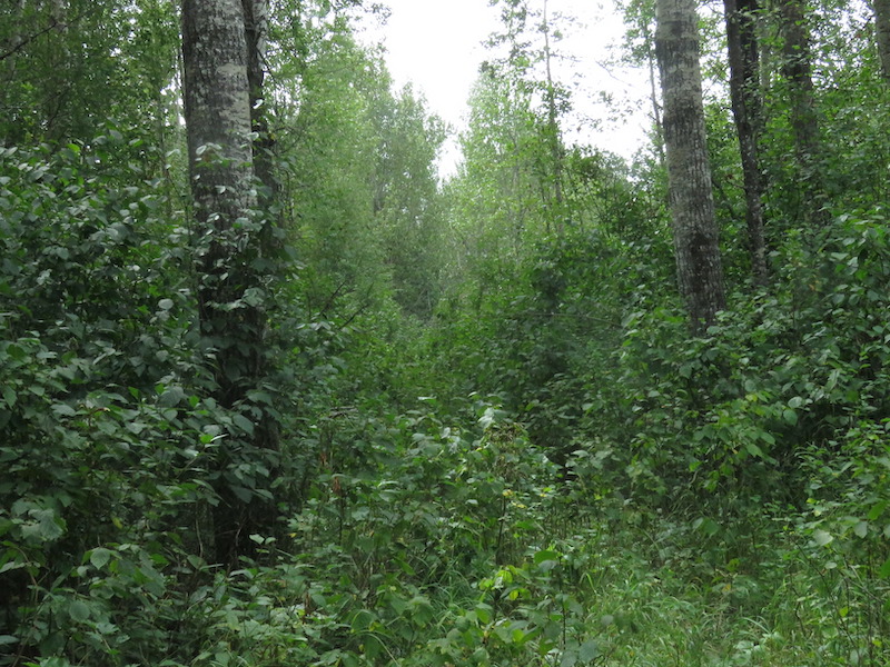 Dense Vegetation, Eastern Boundary, Bigoray NA, 2021-08-08 (HTaube)