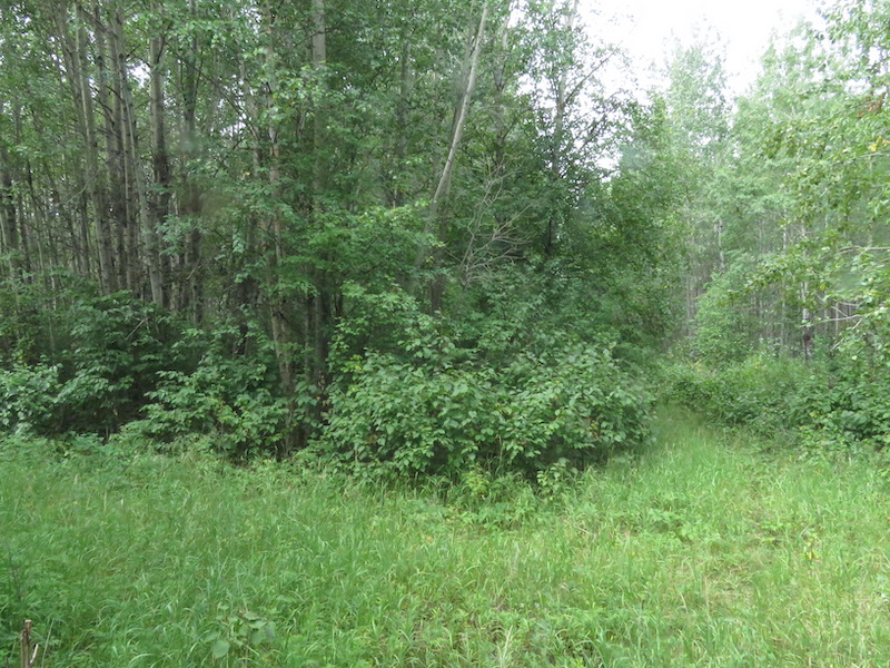 NE Corner, Bigoray NA, 2021-08-08 (HTaube)