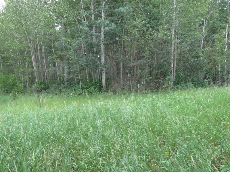 NW Corner, Bigoray NA, 2021-08-08 (HTaube)