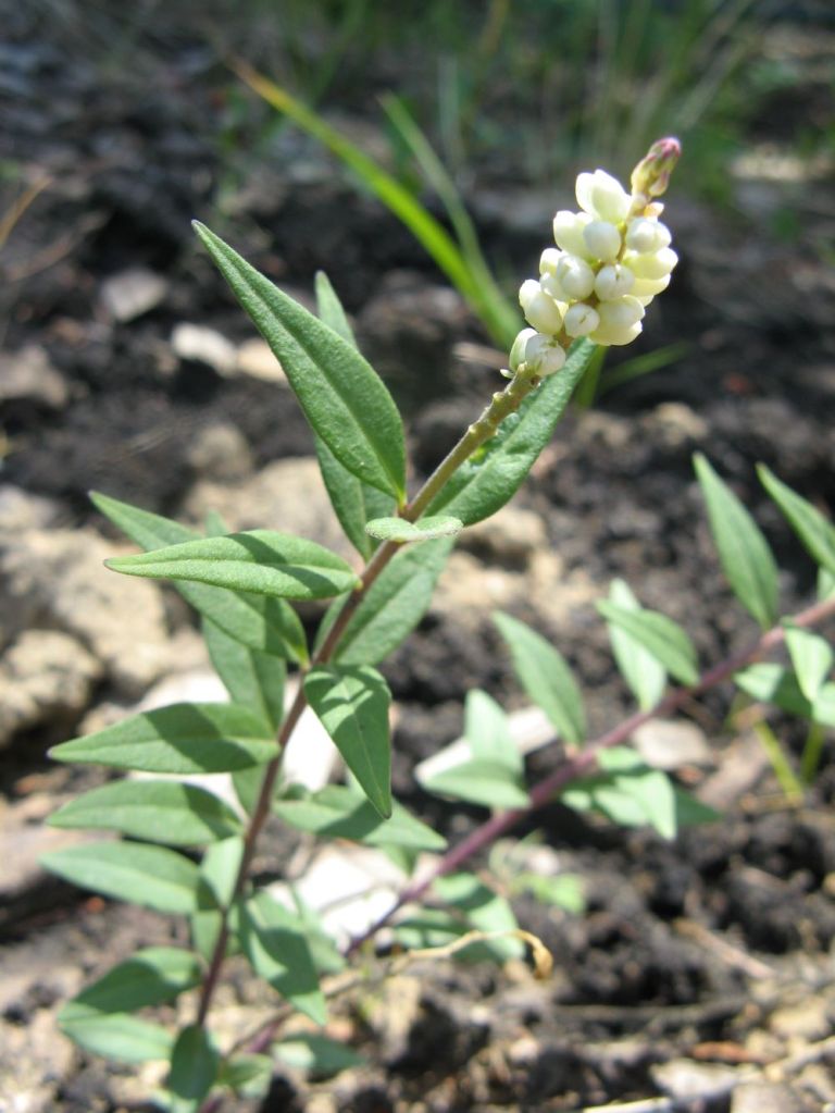 Close-up of Seneca Snakeroot plant from an Edmonton-area location-2009.07.05-(P. Cotterill)