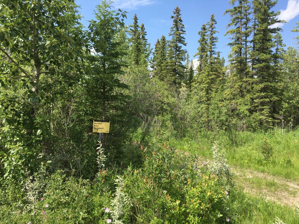 Treed fen with black spruce and balsam poplar at the entrance to Butcher Creek Natural Area-2022.06.30-(P. Cotterill)
