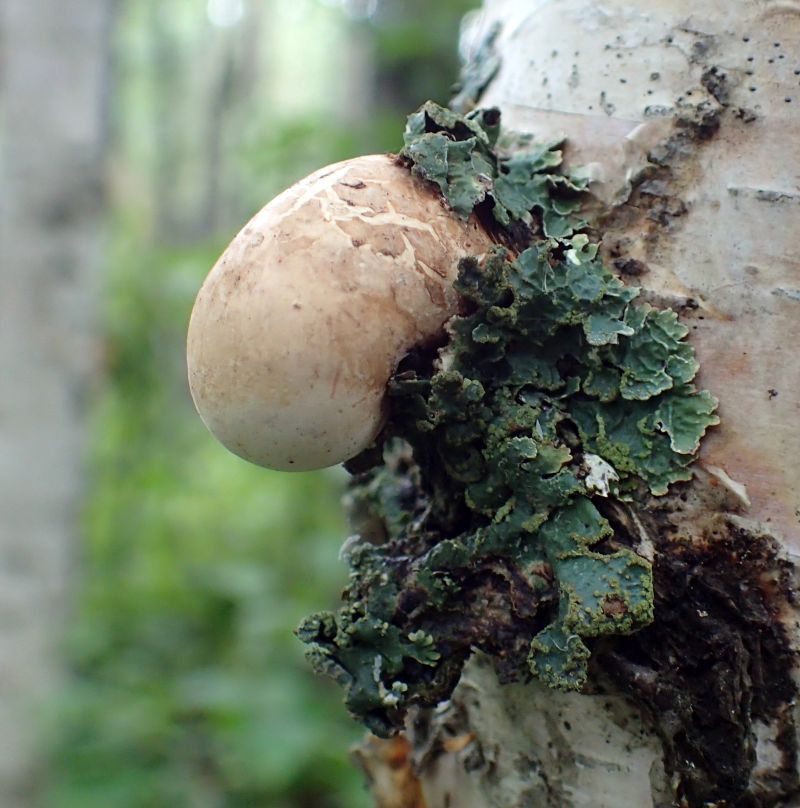 A few different species colonizing a birch tree, Mathews Crossing NA, 2023-07-28, P. Potter.