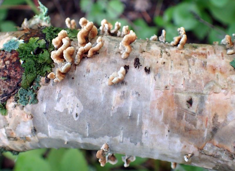 Tiny and delicate colonists on a fallen birch tree, Mathews Crossing NA, 2023-07-28, P. Potter.