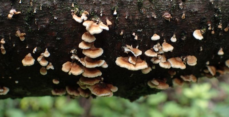 Tiny colonists of unidentified fungi colonizing a fallen spruce tree, Mathews Crossing NA, 2023-07-28, P. Potter.
