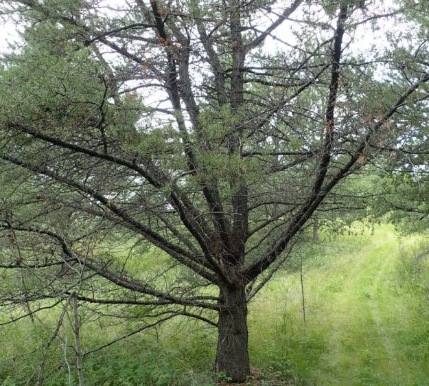 Jack Pine spreading its branches, southwest corner of , Wabamun Lake NA, 2023-07-28, P. Potter.
