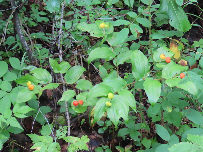 Rough-fruited fairybells, Prosartes trachycarpum, in fruit, Mathew's Crossing NA, 2023-07-28, H. Taube.