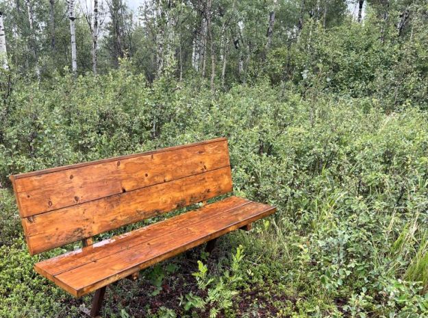 Bench installed by local residents, Wabamun Lake NA, 2023-07-28 (P. Cotterill)