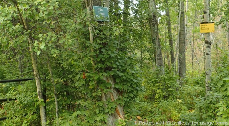 Trail entrance to Mount Butte, south east corner from twp rd 463a.