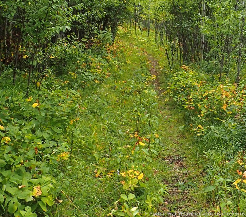 ATV Tracking devolving into a single track, Mount Butte NA.