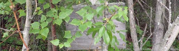 A sign post that has long since lost what was probably an indicator that this was the Pigeon Lake NA. Seen from HWY 771 near RR 14 intersection.