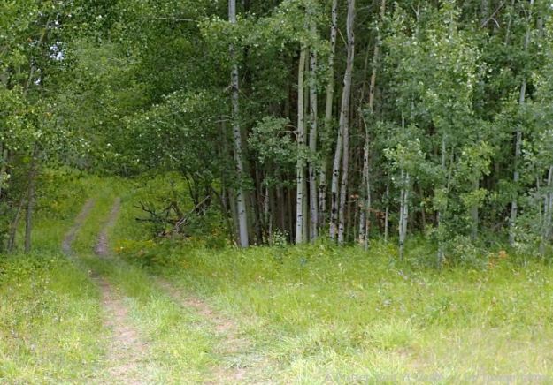 Quad track heading North into Pigeon Lake NA from TWP RD 464.