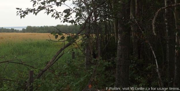 View of the lake, looking East from the Northwest corner of the Pigeon Lake NA.