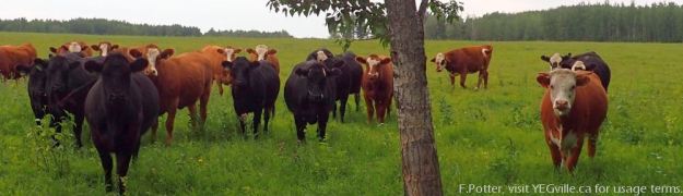 Curious cows in the pasture kiddy corner (Northwest) from the Pigeon Lake NA.