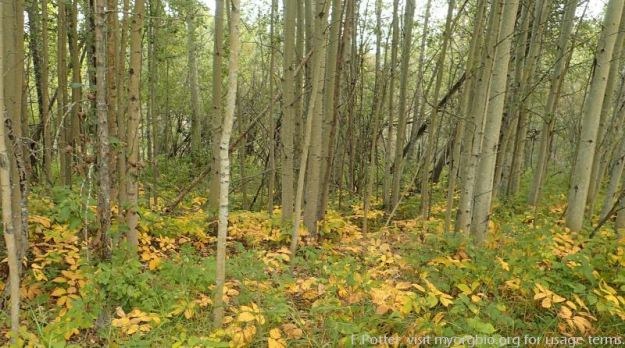 Understory of Battle Lake South NA, 2023-08-23 (F.Potter).